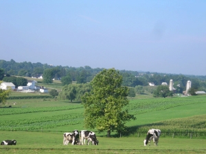 Amish-Farm-2