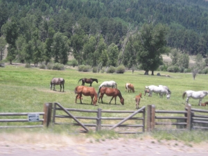 Horses-grazing-near-Cripple