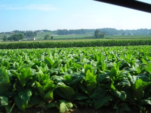 Tobacco-and-corn